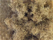Fiber dust from insulating wall panels