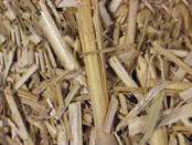 Miscanthus