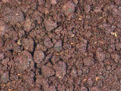 Blueberry pomace