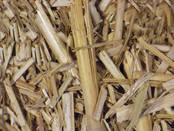 Miscanthus