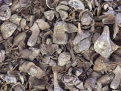 Palm kernel shells