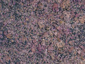 Black currant (pomace)